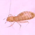 Johnson Group Book Lice & Pubic Lice Control