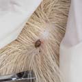 Johnson Group Flea Control