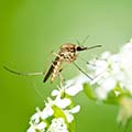 Johnson Group Mosquito Control