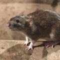 Johnson Group Rodent Control