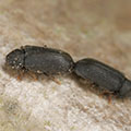 Johnson Group Wood-boring Beetle Control